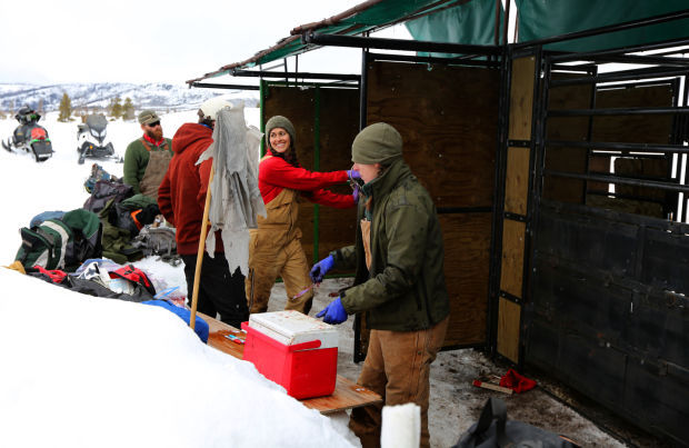 Elk Brucellosis Study
